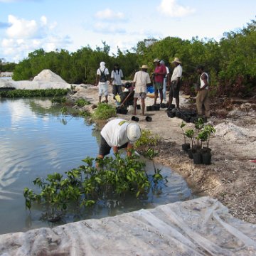 2nddaymangroves_046 2nddaymangroves_046