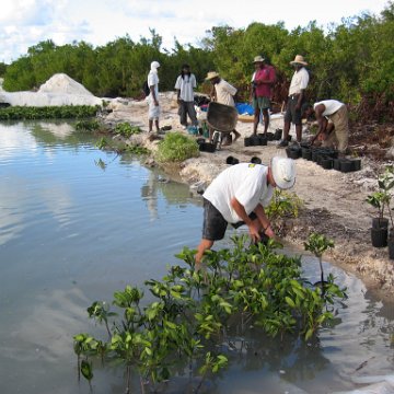 2nddaymangroves_047 2nddaymangroves_047