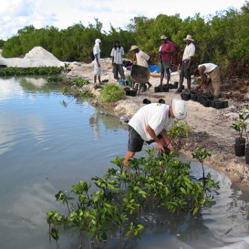 2nddaymangroves_047