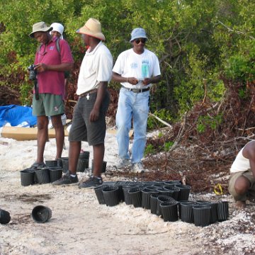 2nddaymangroves_049 2nddaymangroves_049