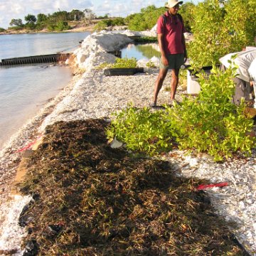 2nddaymangroves_052 2nddaymangroves_052