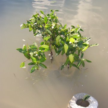 2nddaymangroves_061 2nddaymangroves_061