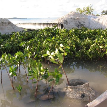 2nddaymangroves_062 2nddaymangroves_062