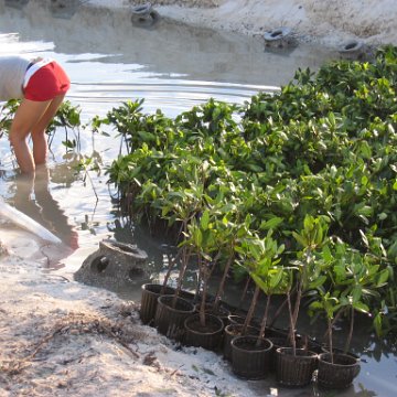 2nddaymangroves_063 2nddaymangroves_063