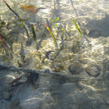 2nddaymangroves_065 2nddaymangroves_065