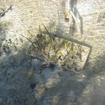 2nddaymangroves_066 2nddaymangroves_066