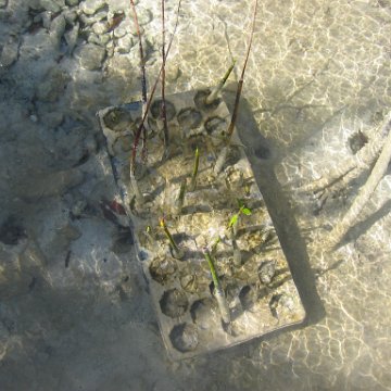 2nddaymangroves_067 2nddaymangroves_067