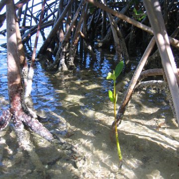 2nddaymangroves_068 2nddaymangroves_068