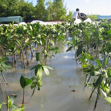 2nddaymangroves_069 2nddaymangroves_069