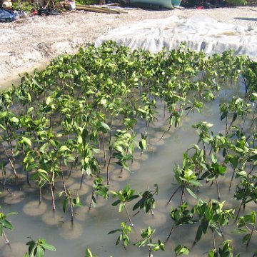 2nddaymangroves_070 2nddaymangroves_070