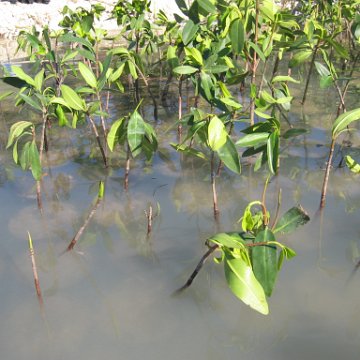 2nddaymangroves_071 2nddaymangroves_071