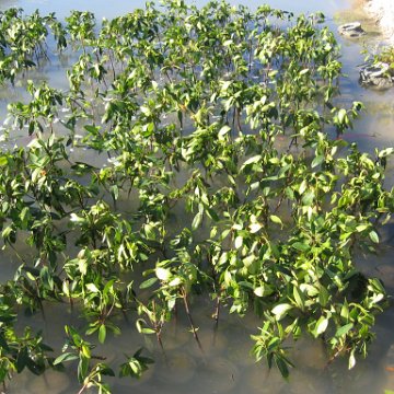 2nddaymangroves_073 2nddaymangroves_073