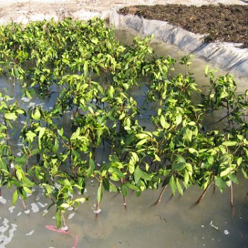 2nddaymangroves_074 2nddaymangroves_074