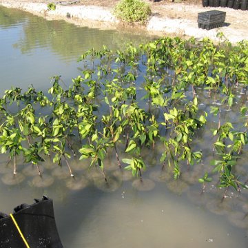 2nddaymangroves_075 2nddaymangroves_075
