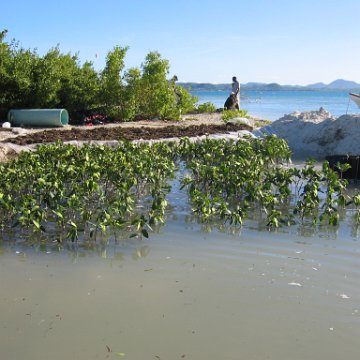2nddaymangroves_076 2nddaymangroves_076