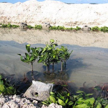 Antigua Red Mangrove Reef Ecosystem Restoration Project Pictures