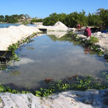 openingcontainerandfirstday4000mangroves_037 openingcontainerandfirstday4000mangroves_037