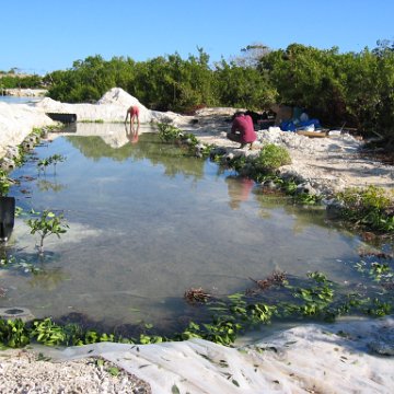 openingcontainerandfirstday4000mangroves_038 openingcontainerandfirstday4000mangroves_038