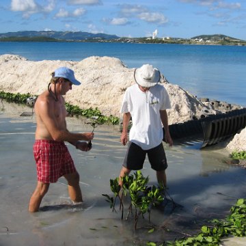 openingcontainerandfirstday4000mangroves_039 openingcontainerandfirstday4000mangroves_039