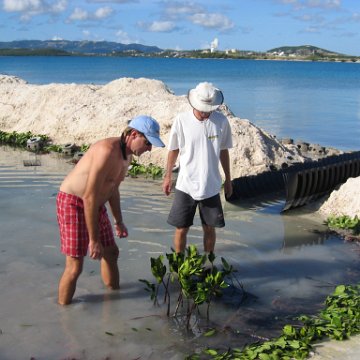 openingcontainerandfirstday4000mangroves_040 openingcontainerandfirstday4000mangroves_040