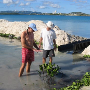 openingcontainerandfirstday4000mangroves_041 openingcontainerandfirstday4000mangroves_041