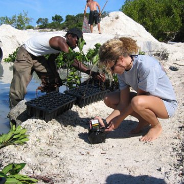 openingcontainerandfirstday4000mangroves_044 openingcontainerandfirstday4000mangroves_044