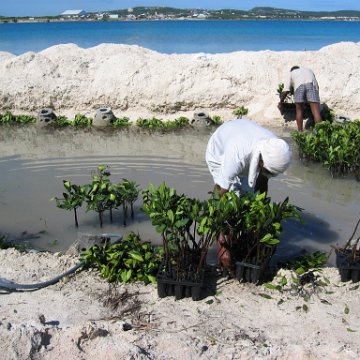 openingcontainerandfirstday4000mangroves_045 openingcontainerandfirstday4000mangroves_045