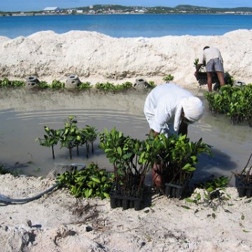 openingcontainerandfirstday4000mangroves_045