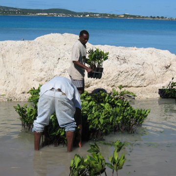 openingcontainerandfirstday4000mangroves_046 openingcontainerandfirstday4000mangroves_046