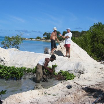 openingcontainerandfirstday4000mangroves_047 openingcontainerandfirstday4000mangroves_047