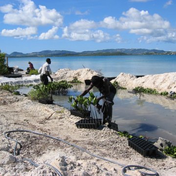openingcontainerandfirstday4000mangroves_048 openingcontainerandfirstday4000mangroves_048