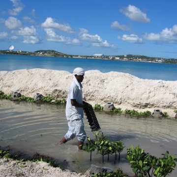 openingcontainerandfirstday4000mangroves_049 openingcontainerandfirstday4000mangroves_049