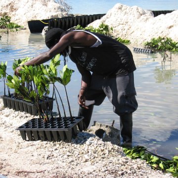 openingcontainerandfirstday4000mangroves_050 openingcontainerandfirstday4000mangroves_050