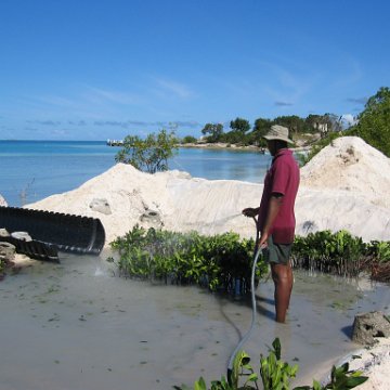 openingcontainerandfirstday4000mangroves_053 openingcontainerandfirstday4000mangroves_053
