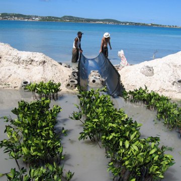 openingcontainerandfirstday4000mangroves_054 openingcontainerandfirstday4000mangroves_054