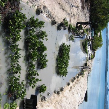 openingcontainerandfirstday4000mangroves_056 openingcontainerandfirstday4000mangroves_056
