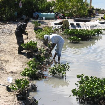 openingcontainerandfirstday4000mangroves_058 openingcontainerandfirstday4000mangroves_058