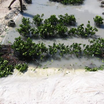 openingcontainerandfirstday4000mangroves_059 openingcontainerandfirstday4000mangroves_059