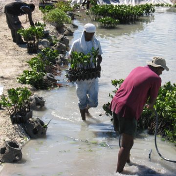 openingcontainerandfirstday4000mangroves_060