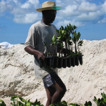 openingcontainerandfirstday4000mangroves_061 openingcontainerandfirstday4000mangroves_061