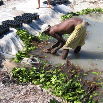 openingcontainerandfirstday4000mangroves_063 openingcontainerandfirstday4000mangroves_063