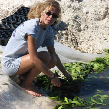 openingcontainerandfirstday4000mangroves_065 openingcontainerandfirstday4000mangroves_065
