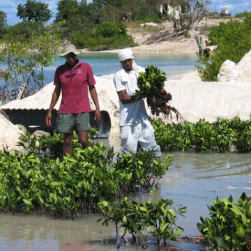 openingcontainerandfirstday4000mangroves_066 openingcontainerandfirstday4000mangroves_066