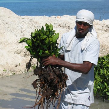 openingcontainerandfirstday4000mangroves_067 openingcontainerandfirstday4000mangroves_067