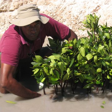 openingcontainerandfirstday4000mangroves_068 openingcontainerandfirstday4000mangroves_068