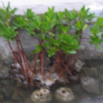 foundationmangroves