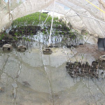 june2004mangroves