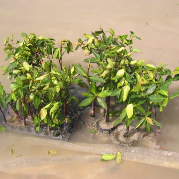 meetingdaymangroves