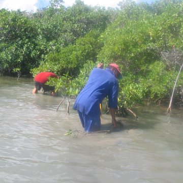 startof mangrove planting 10-12-2003