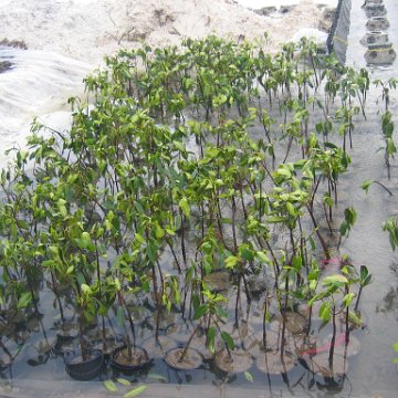 steve25thmangroves